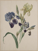 Y 076
          <br/>
          Iris Germanicus
          <br/>
          <em>Snabilie, Maria Geertruida (1776-1838)</em>